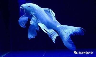 球體蝴蝶鯉魚苗最簡單三個步驟（球體蝴蝶鯉魚苗的飼養可簡化為以下三個核心步驟結合搜索結果中的關鍵信息整理）