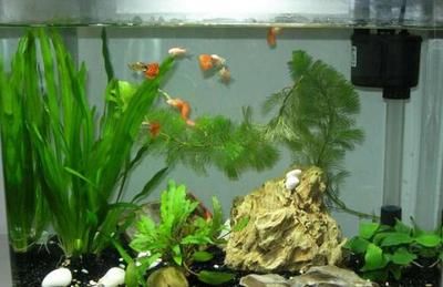 最強的鎮宅招財擺件,風水寶物助你旺財納福,最強鎮宅招財風水擺件,助你旺財納福家業興 龍魚百科 第2張 最強的鎮宅招財擺件,風水寶物助你旺財納福,最強鎮宅招財風水擺件,助你旺財納福家業興 最強的鎮宅招財擺件,風水寶物助你旺財納福,最強鎮宅招財風水擺件,助你旺財納福家業興 龍魚百科 第2張