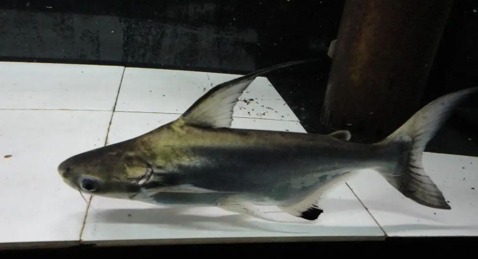 最強的鎮宅招財擺件,風水寶物助你旺財納福,最強鎮宅招財風水擺件,助你旺財納福家業興 龍魚百科 第3張 最強的鎮宅招財擺件,風水寶物助你旺財納福,最強鎮宅招財風水擺件,助你旺財納福家業興 最強的鎮宅招財擺件,風水寶物助你旺財納福,最強鎮宅招財風水擺件,助你旺財納福家業興 龍魚百科 第3張