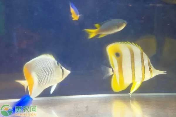 最耐養(yǎng)的冷水小型觀賞魚，招財魚的魅力與飼養(yǎng)指南，招財魚，最耐養(yǎng)的冷水小型觀賞魚魅力解析與飼養(yǎng)全指南