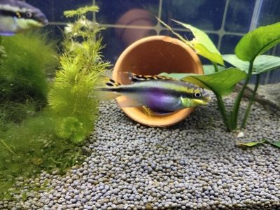 冰封之美，探索最耐寒的觀賞魚及其養(yǎng)護(hù)之道，極寒中的絢麗，揭秘最耐寒觀賞魚品種與科學(xué)養(yǎng)護(hù)技巧