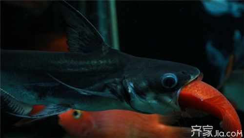 冰封之美，探索最耐寒的觀賞魚及其養(yǎng)護(hù)之道，極寒中的絢麗，揭秘最耐寒觀賞魚品種與科學(xué)養(yǎng)護(hù)技巧