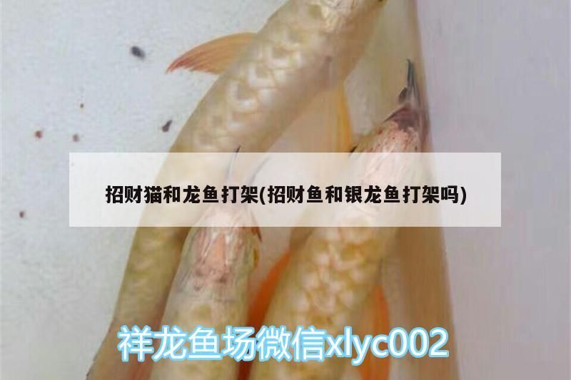 招財(cái)貓和龍魚(yú)打架(招財(cái)魚(yú)和銀龍魚(yú)打架嗎)