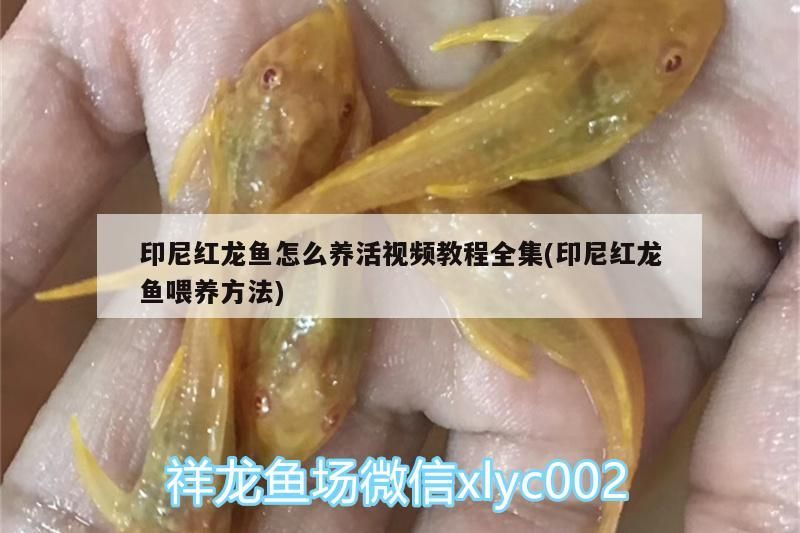 印尼紅龍魚怎么養活視頻教程全集(印尼紅龍魚喂養方法)