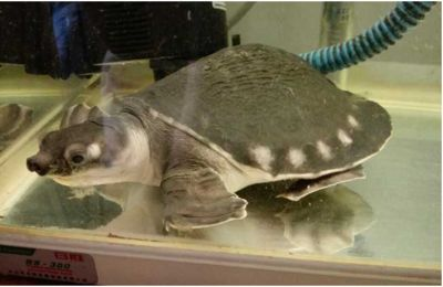 豬鼻龜水溫多少度最好：豬鼻龜適應多少度的水溫