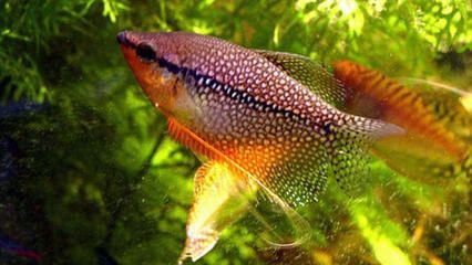 鯧科觀賞魚(鯧科觀賞魚具有獨特的外觀和生態習性) 特里斯紅外線 第2張 鯧科觀賞魚(鯧科觀賞魚具有獨特的外觀和生態習性) 鯧科觀賞魚(鯧科觀賞魚具有獨特的外觀和生態習性) 特里斯紅外線 第2張