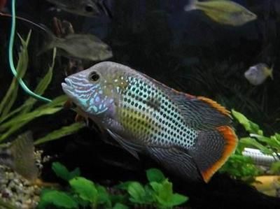 鯧科觀賞魚(鯧科觀賞魚具有獨特的外觀和生態習性) 特里斯紅外線 第3張 鯧科觀賞魚(鯧科觀賞魚具有獨特的外觀和生態習性) 鯧科觀賞魚(鯧科觀賞魚具有獨特的外觀和生態習性) 特里斯紅外線 第3張