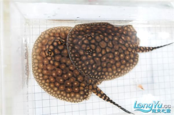 最好養(yǎng)的魚十大排行榜，新手養(yǎng)魚的首選指南，新手必看！十大最好養(yǎng)魚排行榜，輕松開啟養(yǎng)魚之旅
