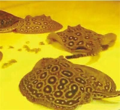 最好養的魚，不用打氧過濾也能輕松養活的品種，10種最好養的魚，無需打氧過濾也能輕松存活