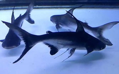 最好養的魚，不用打氧過濾也能輕松養活的品種，10種最好養的魚，無需打氧過濾也能輕松存活