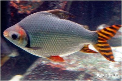 最好養的小魚，適合初學者的低維護水族寵物，10種最好養的小魚，初學者低維護水族寵物推薦