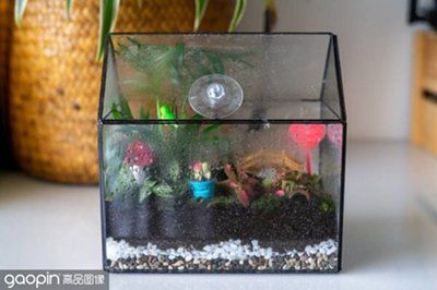 網上購買紅龍魚需要考慮哪些問題，網上購買紅龍魚的注意事項