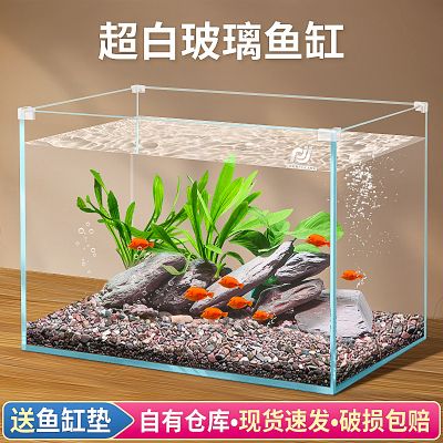 最好養(yǎng)的冷水觀賞魚排行榜，新手入門首選，新手必看！十大最好養(yǎng)的冷水觀賞魚推薦榜