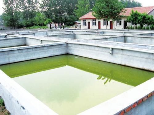 最好養的觀賞魚推薦，新手入門指南，新手必看！10種最好養的觀賞魚推薦及入門指南