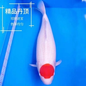 最好的龍魚(yú)品種，探索頂級(jí)龍魚(yú)的魅力與選擇指南，頂級(jí)龍魚(yú)品種鑒賞與選購(gòu)指南，揭秘最佳龍魚(yú)的魅力所在