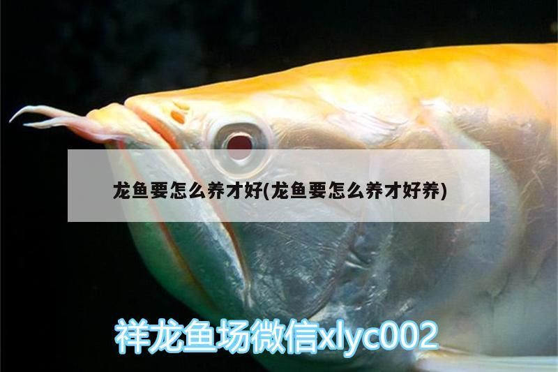 龍魚要怎么養(yǎng)才好(龍魚要怎么養(yǎng)才好養(yǎng))