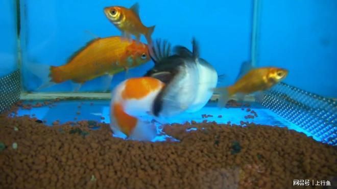 全球最貴魚排行榜前十名，珍稀美味背后的天價(jià)，全球最貴魚排行榜，揭秘前十名珍稀美味的天價(jià)之謎