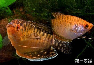 好看又好養(yǎng)的觀賞魚(yú)（斑馬神仙觀賞魚(yú)飼養(yǎng)起來(lái)相對(duì)簡(jiǎn)單說(shuō)下特征:斑馬神仙）