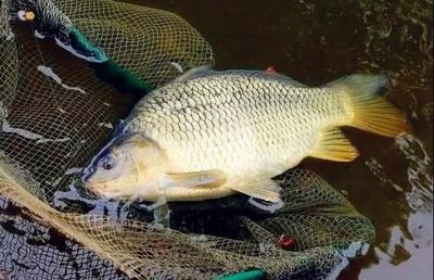 天價普通魚，揭秘世界上最昂貴的日常食用魚，天價餐桌常客，揭秘全球最昂貴的日常食用魚