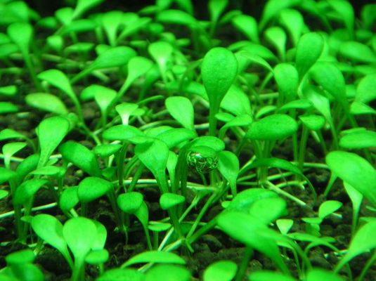 揭秘天價龍魚，最貴的龍魚究竟多少錢？天價龍魚揭秘，一條最貴龍魚竟拍出XXX萬天價！