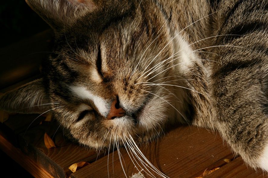 黃金貓和招財貓魚的區別是什么意思(黃金貓和招財貓魚的區別是什么意思啊) 黃金貓魚百科 第2張 黃金貓和招財貓魚的區別是什么意思(黃金貓和招財貓魚的區別是什么意思啊) 黃金貓和招財貓魚的區別是什么意思(黃金貓和招財貓魚的區別是什么意思啊) 黃金貓魚百科 第2張