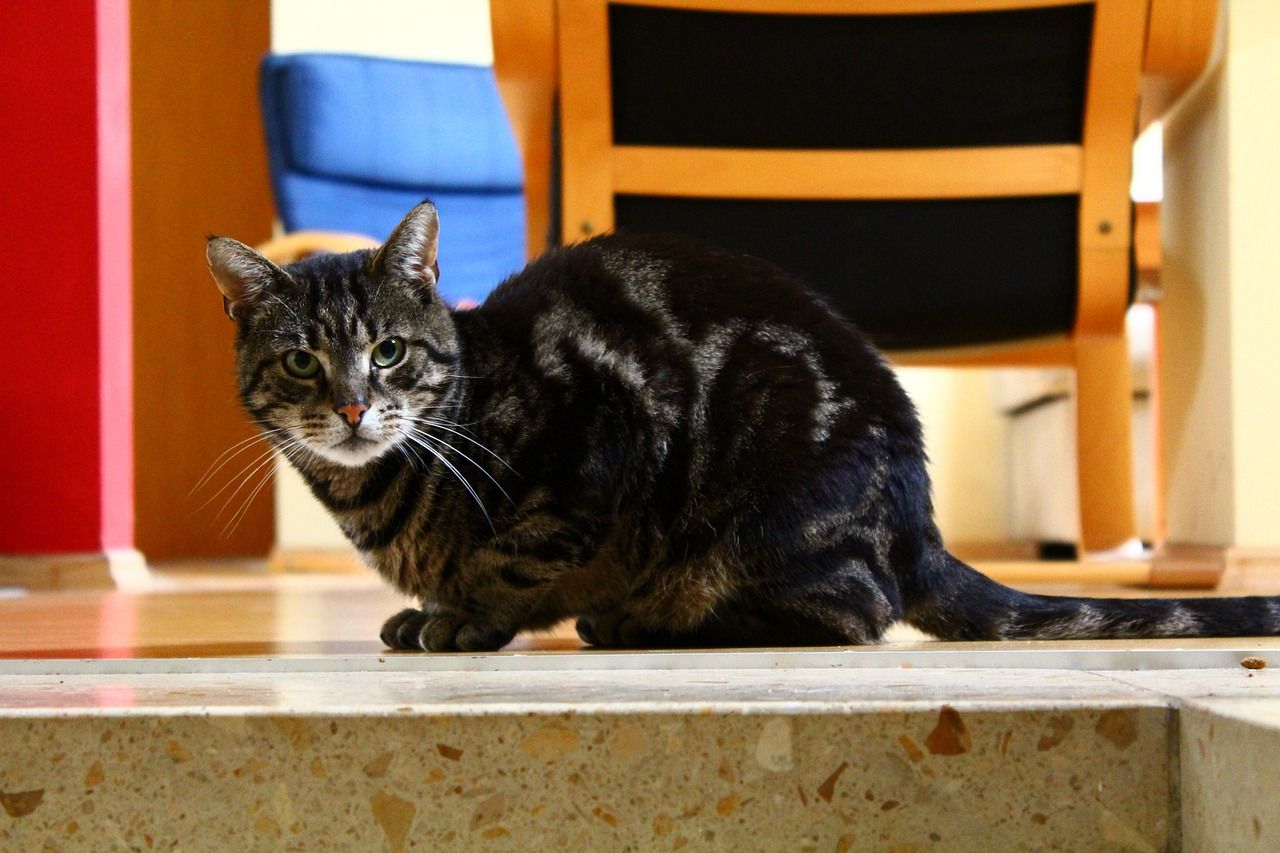 黃金貓和招財貓魚的區別是什么意思(黃金貓和招財貓魚的區別是什么意思啊) 黃金貓魚百科 第3張 黃金貓和招財貓魚的區別是什么意思(黃金貓和招財貓魚的區別是什么意思啊) 黃金貓和招財貓魚的區別是什么意思(黃金貓和招財貓魚的區別是什么意思啊) 黃金貓魚百科 第3張