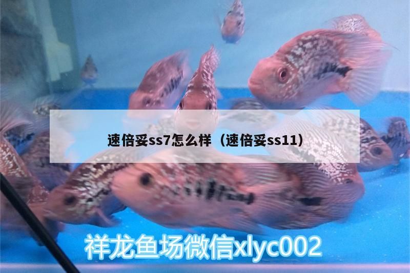 速倍妥ss7怎么樣（速倍妥ss11）