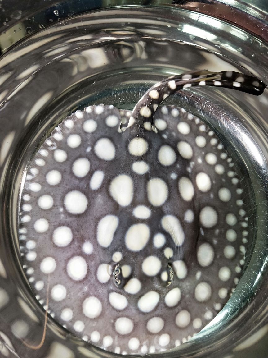 騰飛水族魚缸怎么樣 騰飛水族魚缸怎么樣啊