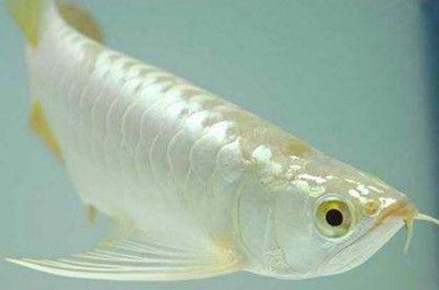 最干凈的三種魚，健康與美味的完美選擇，最干凈的三種魚，健康與美味的雙重保障