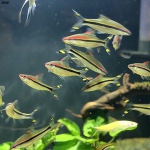 白化一眉道人魚報價（白化一眉道人魚的價格）