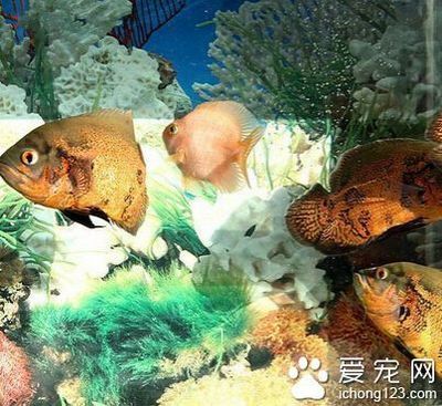 最便宜的龍魚品種，入門級龍魚飼養指南，最便宜的龍魚品種推薦及新手飼養全指南