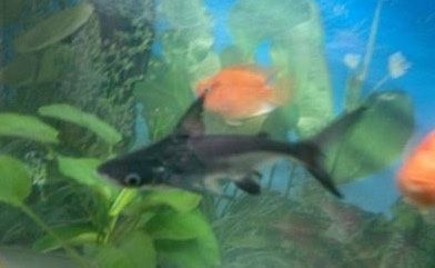 最愛吃魚糞便的螺，水族箱中的清道夫，水族箱清道夫，最愛吃魚糞便的螺類揭秘