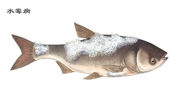 自挖魚塘怎么防止漏水？全面解析防漏方法與技巧，自挖魚塘防漏全攻略，實用方法與技巧解析