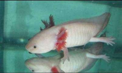 自來水養魚的正確方法，安全、健康、無憂，自來水養魚全攻略，安全健康無憂的飼養技巧