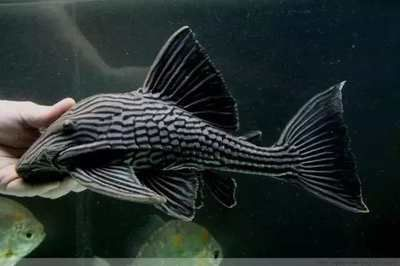 浙江龍魚是什么魚種類圖片：探秘浙江龍魚，獨特水域的神秘精靈