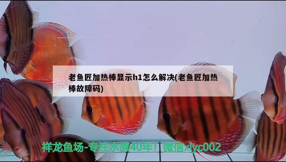 老魚匠加熱棒顯示h1怎么解決(老魚匠加熱棒故障碼)