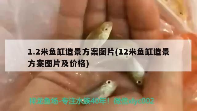 鼠魚吃蝦嗎吃活餌嗎 速倍妥魚糧魚藥 第2張 鼠魚吃蝦嗎吃活餌嗎 鼠魚吃蝦嗎吃活餌嗎 速倍妥魚糧魚藥 第2張