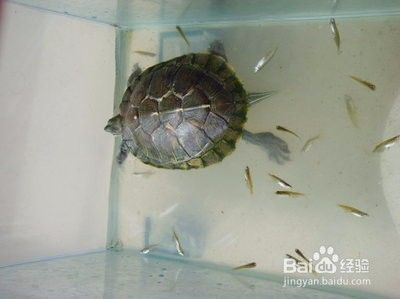 自來水澆花水堿性大怎么辦？5種簡單有效的調節方法，自來水堿性大澆花怎么辦？5招輕松調節水質