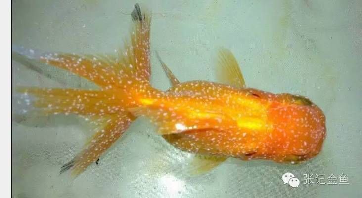 龍魚白點病和水霉病的區別是什么呢vs祥龍魚場：龍魚白點病與水霉病在外觀和癥狀上存在差異，水霉病預防措施有哪些