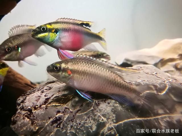 自來(lái)水放什么魚不會(huì)死？適合自來(lái)水養(yǎng)殖的魚類推薦，適合自來(lái)水養(yǎng)殖的魚類推薦，哪些魚能在自來(lái)水中存活？ 自來(lái)水放什么魚不會(huì)死？適合自來(lái)水養(yǎng)殖的魚類推薦，適合自來(lái)水養(yǎng)殖的魚類推薦，哪些魚能在自來(lái)水中存活？ 龍魚百科 第3張