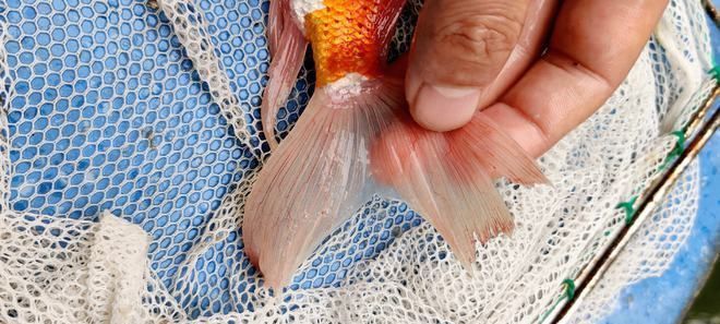 龍魚白點病和水霉病的區別是什么呢vs祥龍魚場：龍魚白點病與水霉病在外觀和癥狀上存在差異，水霉病預防措施有哪些