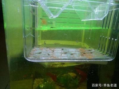 自來水放了一夜能養魚嗎？科學解析與養魚水質管理指南，自來水靜置一夜后能否養魚？科學解析與水質管理全指南