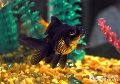 觀賞魚發病的原因（觀賞魚發病的原因包括以下幾個方面發現觀賞魚發病的原因）