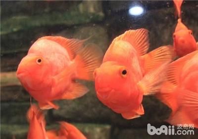 觀賞魚發病的原因（觀賞魚發病的原因包括以下幾個方面發現觀賞魚發病的原因）