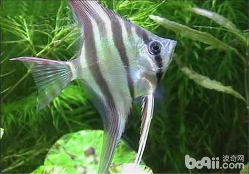 觀賞魚發病的原因（觀賞魚發病的原因包括以下幾個方面發現觀賞魚發病的原因）