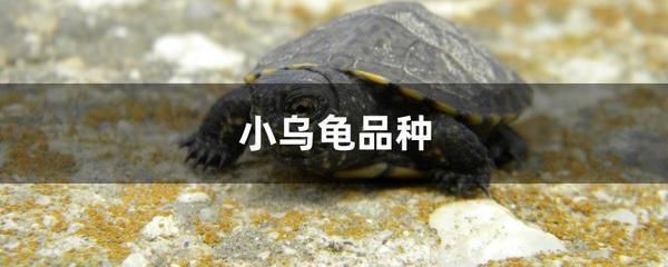 豬鼻龜是國家保護動物嗎？：豬鼻龜是幾級保護動物 豬鼻龜是國家保護動物嗎？：豬鼻龜是幾級保護動物 豬鼻龜百科 第1張