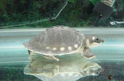 豬鼻龜是國家保護動物嗎？：豬鼻龜是幾級保護動物 豬鼻龜是國家保護動物嗎？：豬鼻龜是幾級保護動物 豬鼻龜百科 第2張