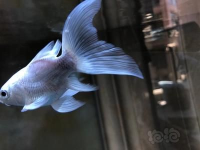 那種蝴蝶鯉最好看（蝴蝶鯉品種鑒賞）