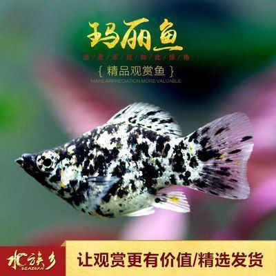 浙江龍魚市場地址在哪里啊：探尋浙江龍魚市場，地址與魅力全解析