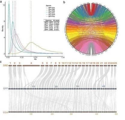 浙江龍魚市場地址在哪里啊：探尋浙江龍魚市場，地址與魅力全解析